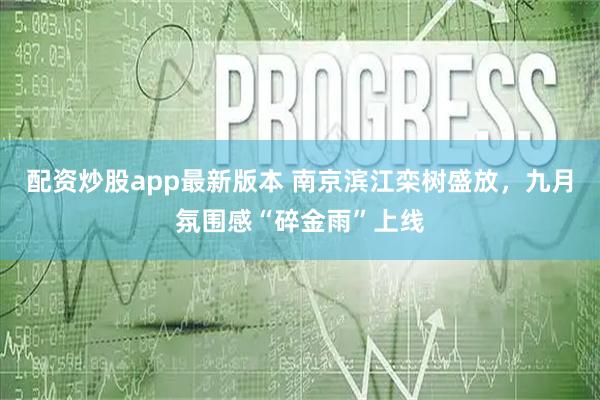 配资炒股app最新版本 南京滨江栾树盛放，九月氛围感“碎金雨”上线